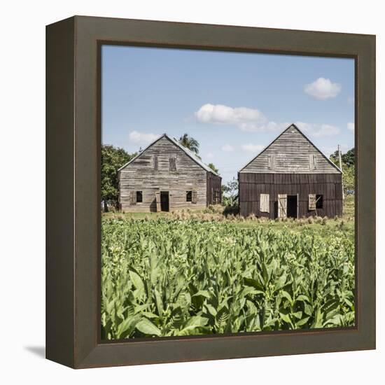 Drying House on a Tobacco Plantation, Pinar Del Rio Province, Cuba-Jon Arnold-Framed Premier Image Canvas