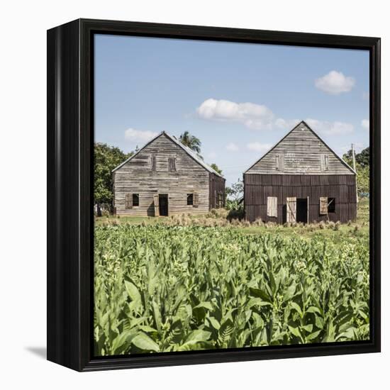 Drying House on a Tobacco Plantation, Pinar Del Rio Province, Cuba-Jon Arnold-Framed Premier Image Canvas