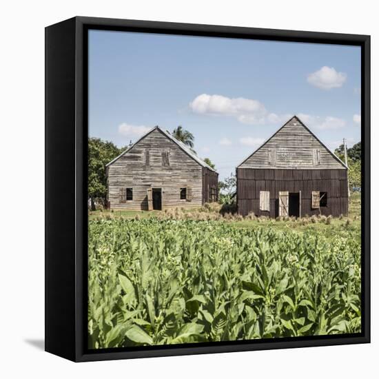 Drying House on a Tobacco Plantation, Pinar Del Rio Province, Cuba-Jon Arnold-Framed Premier Image Canvas