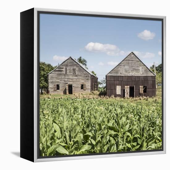 Drying House on a Tobacco Plantation, Pinar Del Rio Province, Cuba-Jon Arnold-Framed Premier Image Canvas