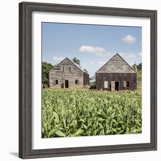 Drying House on a Tobacco Plantation, Pinar Del Rio Province, Cuba-Jon Arnold-Framed Photographic Print