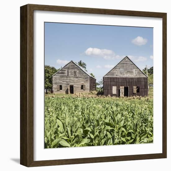 Drying House on a Tobacco Plantation, Pinar Del Rio Province, Cuba-Jon Arnold-Framed Photographic Print