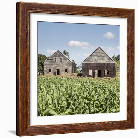 Drying House on a Tobacco Plantation, Pinar Del Rio Province, Cuba-Jon Arnold-Framed Photographic Print