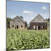 Drying House on a Tobacco Plantation, Pinar Del Rio Province, Cuba-Jon Arnold-Mounted Photographic Print