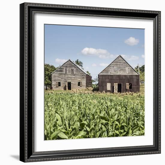 Drying House on a Tobacco Plantation, Pinar Del Rio Province, Cuba-Jon Arnold-Framed Photographic Print