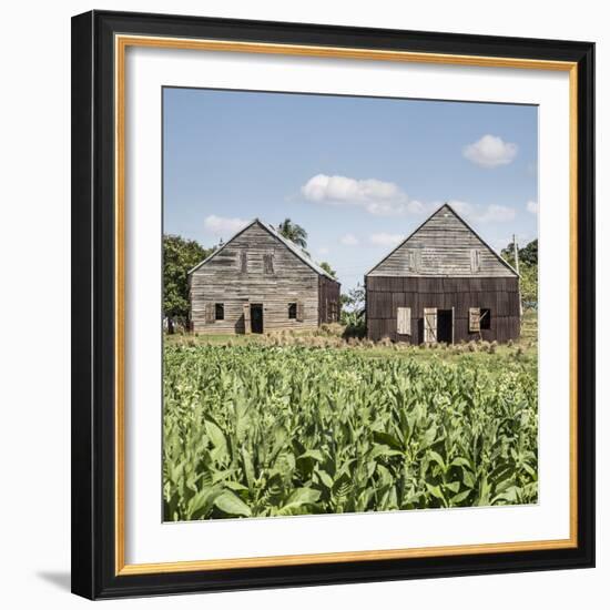 Drying House on a Tobacco Plantation, Pinar Del Rio Province, Cuba-Jon Arnold-Framed Photographic Print
