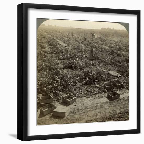 Drying Raisins, Fresno, San Joaquin Valley, California, USA-Underwood & Underwood-Framed Photographic Print