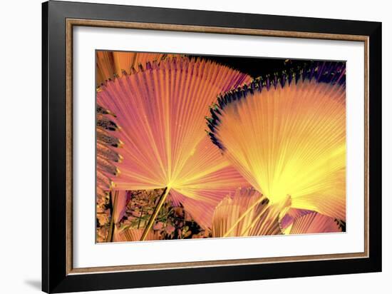 _DSC0045 - Copy-Tom Kelly-Framed Giclee Print