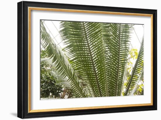 DSC0131-Tom Kelly-Framed Photographic Print