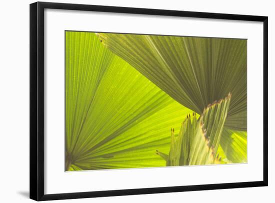 DSC0155-Tom Kelly-Framed Photographic Print
