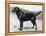 Dual Champion Bramshaw Bob Crufts, Best in Show, 1932 and 1933-Thomas Fall-Framed Premier Image Canvas