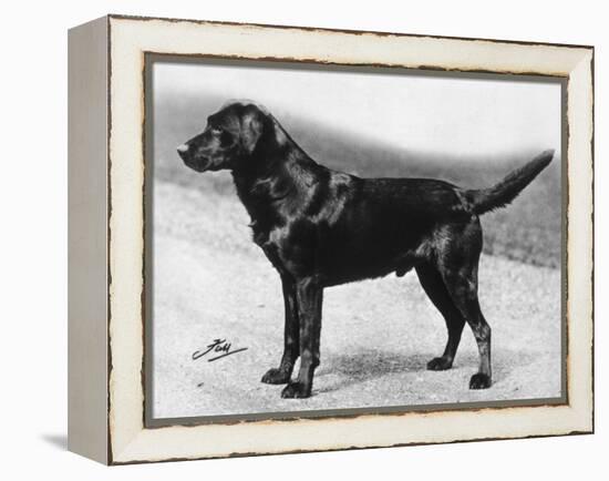 Dual Champion Bramshaw Bob Crufts, Best in Show, 1932 and 1933-Thomas Fall-Framed Premier Image Canvas