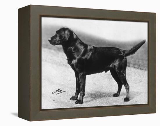 Dual Champion Bramshaw Bob Crufts, Best in Show, 1932 and 1933-Thomas Fall-Framed Premier Image Canvas