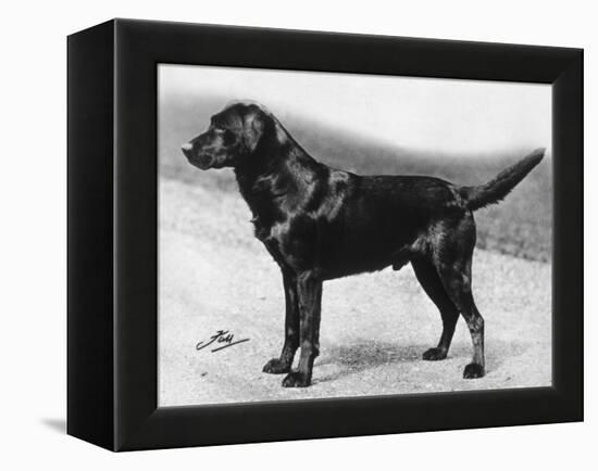 Dual Champion Bramshaw Bob Crufts, Best in Show, 1932 and 1933-Thomas Fall-Framed Premier Image Canvas