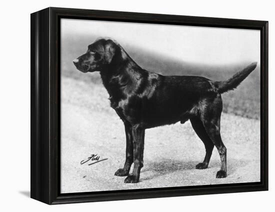 Dual Champion Bramshaw Bob Crufts, Best in Show, 1932 and 1933-Thomas Fall-Framed Premier Image Canvas