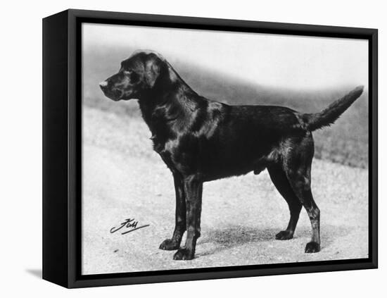 Dual Champion Bramshaw Bob Crufts, Best in Show, 1932 and 1933-Thomas Fall-Framed Premier Image Canvas