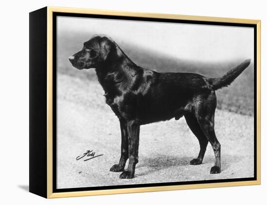 Dual Champion Bramshaw Bob Crufts, Best in Show, 1932 and 1933-Thomas Fall-Framed Premier Image Canvas