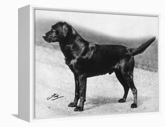 Dual Champion Bramshaw Bob Crufts, Best in Show, 1932 and 1933-Thomas Fall-Framed Premier Image Canvas