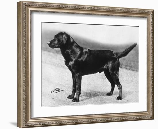 Dual Champion Bramshaw Bob Crufts, Best in Show, 1932 and 1933-Thomas Fall-Framed Photographic Print