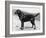 Dual Champion Bramshaw Bob Crufts, Best in Show, 1932 and 1933-Thomas Fall-Framed Photographic Print