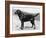 Dual Champion Bramshaw Bob Crufts, Best in Show, 1932 and 1933-Thomas Fall-Framed Photographic Print