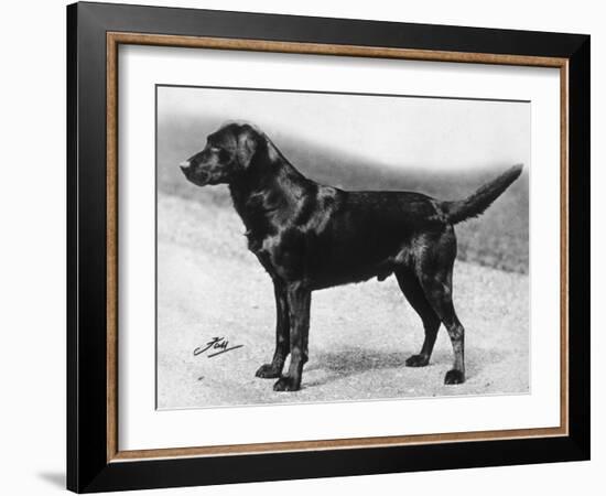 Dual Champion Bramshaw Bob Crufts, Best in Show, 1932 and 1933-Thomas Fall-Framed Photographic Print