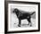 Dual Champion Bramshaw Bob Crufts, Best in Show, 1932 and 1933-Thomas Fall-Framed Photographic Print