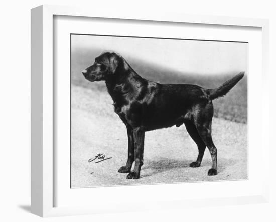 Dual Champion Bramshaw Bob Crufts, Best in Show, 1932 and 1933-Thomas Fall-Framed Photographic Print