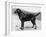 Dual Champion Bramshaw Bob Crufts, Best in Show, 1932 and 1933-Thomas Fall-Framed Photographic Print