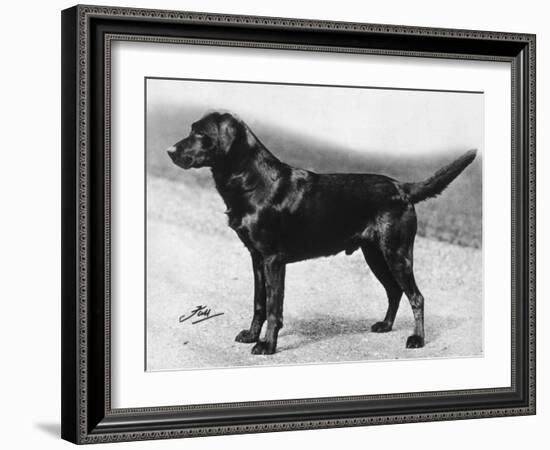 Dual Champion Bramshaw Bob Crufts, Best in Show, 1932 and 1933-Thomas Fall-Framed Photographic Print