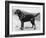 Dual Champion Bramshaw Bob Crufts, Best in Show, 1932 and 1933-Thomas Fall-Framed Photographic Print