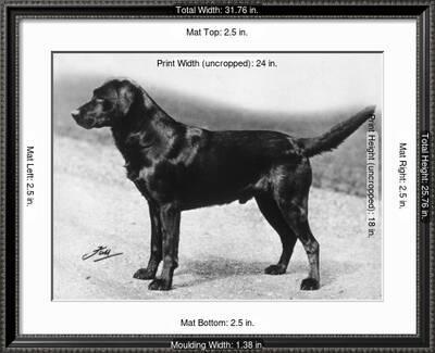 Dual Champion Bramshaw Bob Crufts, Best in Show, 1932 and 1933'  Photographic Print - Thomas Fall | Art.com