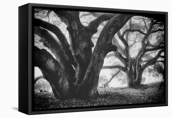 Dual Winter Oaks in Black and White, Mist Fog and Trees, Petaluma, Bay Area-Vincent James-Framed Premier Image Canvas