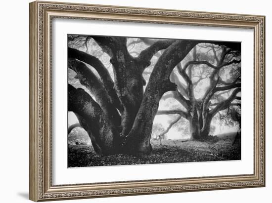 Dual Winter Oaks in Black and White, Mist Fog and Trees, Petaluma, Bay Area-Vincent James-Framed Photographic Print