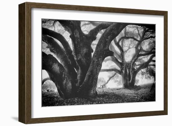 Dual Winter Oaks in Black and White, Mist Fog and Trees, Petaluma, Bay Area-Vincent James-Framed Photographic Print