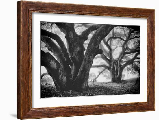 Dual Winter Oaks in Black and White, Mist Fog and Trees, Petaluma, Bay Area-Vincent James-Framed Photographic Print