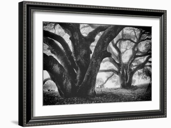 Dual Winter Oaks in Black and White, Mist Fog and Trees, Petaluma, Bay Area-Vincent James-Framed Photographic Print