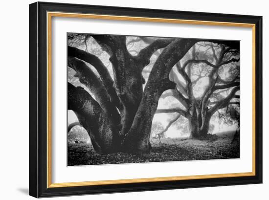 Dual Winter Oaks in Black and White, Mist Fog and Trees, Petaluma, Bay Area-Vincent James-Framed Photographic Print