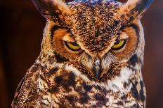 Great Horned Own-duallogic-Photographic Print
