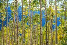 Green Yellow Aspen Trees-duallogic-Photographic Print