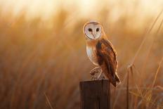 A Beautiful Barn Owl Perched on a Tree Stump.-duangnapa_b-Photographic Print