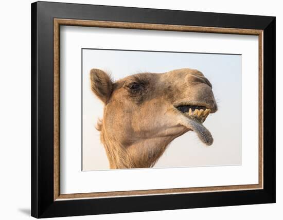 Dubai, UAE. Close-up of a camel.-Yvette Cardozo-Framed Photographic Print