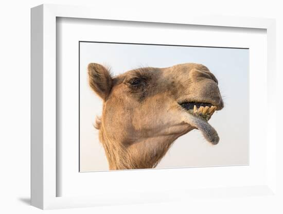 Dubai, UAE. Close-up of a camel.-Yvette Cardozo-Framed Photographic Print