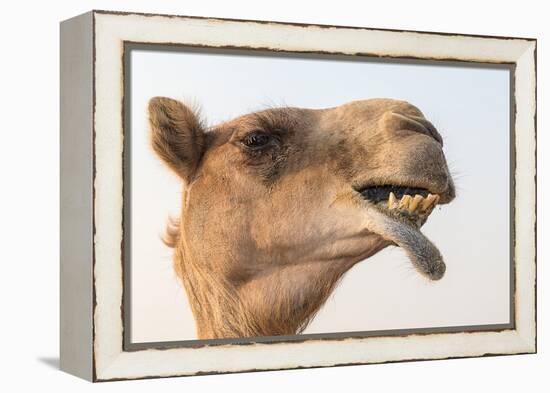 Dubai, UAE. Close-up of a camel.-Yvette Cardozo-Framed Premier Image Canvas