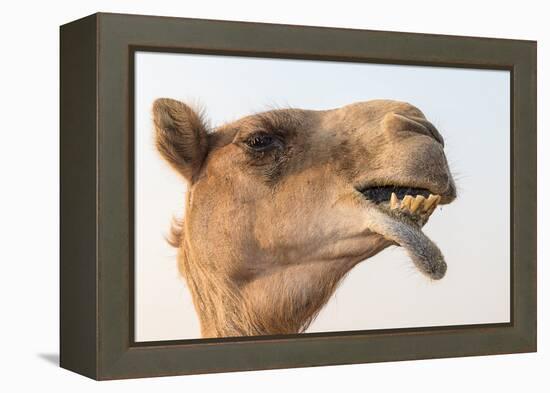 Dubai, UAE. Close-up of a camel.-Yvette Cardozo-Framed Premier Image Canvas