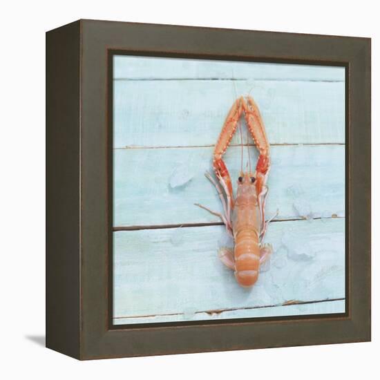 Dublin Bay Prawn (Scampo)-Koops Holsten-Framed Stretched Canvas