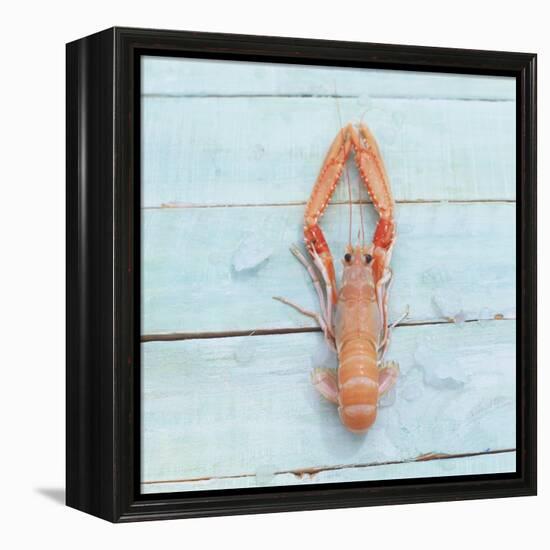 Dublin Bay Prawn (Scampo)-Koops Holsten-Framed Stretched Canvas