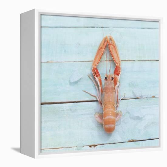 Dublin Bay Prawn (Scampo)-Koops Holsten-Framed Stretched Canvas