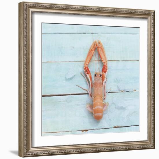 Dublin Bay Prawn (Scampo)-Koops Holsten-Framed Photographic Print