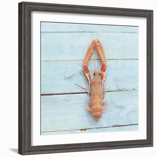 Dublin Bay Prawn (Scampo)-Koops Holsten-Framed Photographic Print